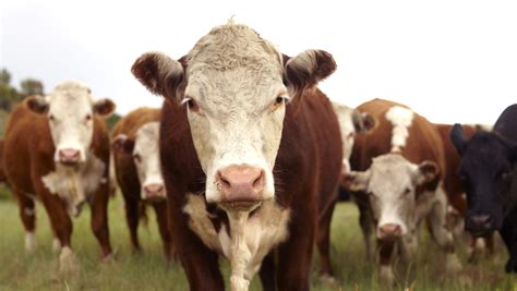 Is climate-friendly beef even a possibility?